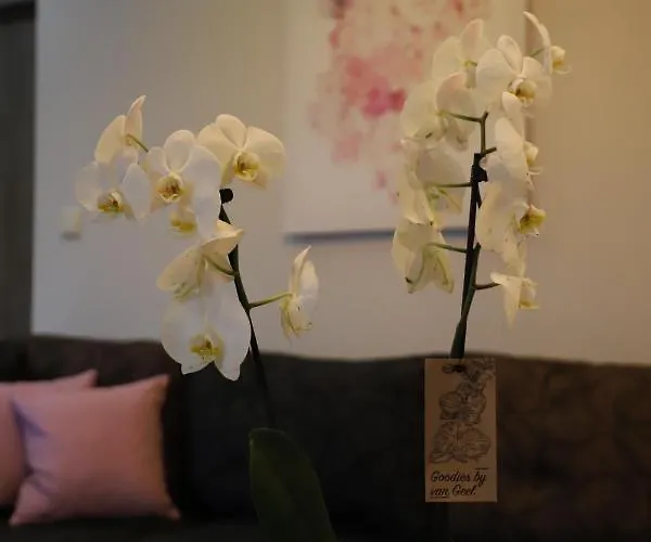 Deluxe Andreas * リメナリア